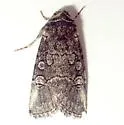 Sympistis subsimplex - Hodges#10041 - photo 4