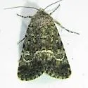 Sympistis tenuifascia - Hodges#10080 - photo 2