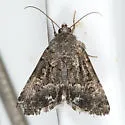 Sympistis tenuifascia - Hodges#10080 - photo 3