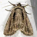 Sympistis tenuistriga - Hodges#10059.1
