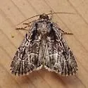Sympistis tenuistriga - Hodges#10059.1 - photo 2