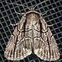 Sympistis tenuistriga - Hodges#10059.1 - photo 3