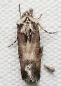 Sympistis terminalis - Hodges#10085 - photo 2