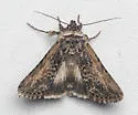 Sympistis terminalis - Hodges#10085 - photo 3