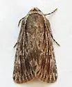 Sympistis tetrops - Hodges#10147 - Sympistis tetrops