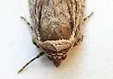 Sympistis tetrops - Hodges#10147 - photo 2