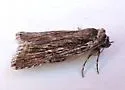Sympistis tetrops - Hodges#10147 - photo 4