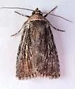 Sympistis tetrops - Hodges#10147 - photo 5