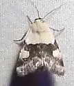 Sympistis toddi - Hodges#10153 - Sympistis toddi
