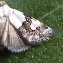 Sympistis toddi - Hodges#10153 - photo 3