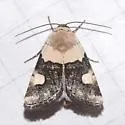 Sympistis toddi - Hodges#10153 - photo 4