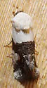 Sympistis toddi - Hodges#10153 - photo 5