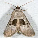 Sympistis umbrifascia - Hodges#10122