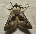 Sympistis umbrifascia - Hodges#10122 - photo 2