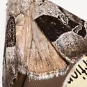 Sympistis umbrifascia - Hodges#10122 - photo 4