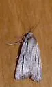Sympistis utahensis - Hodges#10146 - Sympistis utahensis