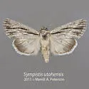 Sympistis utahensis - Hodges#10146 - photo 2