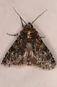 Sympistis wilsonensis - Hodges#10110