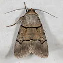 Sympistis youngi - Hodges#10116