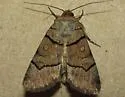 Sympistis youngi - Hodges#10116 - photo 3