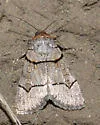 Sympistis youngi - Hodges#10116 - photo 4