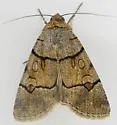 Sympistis youngi - Hodges#10116 - photo 5