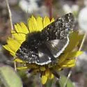 Sympistis zetterstedtii - Hodges#10159