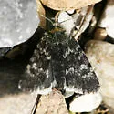 Sympistis zetterstedtii - Hodges#10159 - photo 5