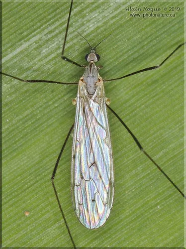 Symplecta cana - photo 2