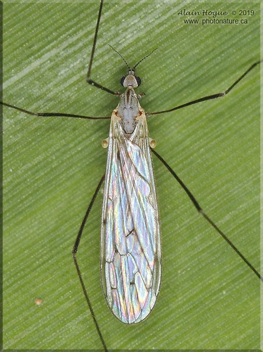 Symplecta cana - photo 3