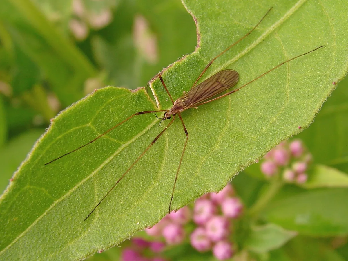 Symplecta pilipes