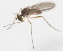 Sympycnus lineatus