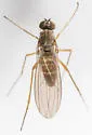 Sympycnus lineatus - photo 2