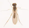 Sympycnus lineatus - photo 4