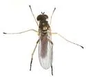 Sympycnus montanus - Sympycnus montanus