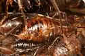 Dark Birch Aphid - photo 3