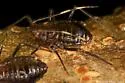 Dark Birch Aphid - photo 4