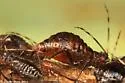 Dark Birch Aphid - photo 5