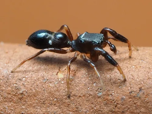 Synageles bishopi - photo 2