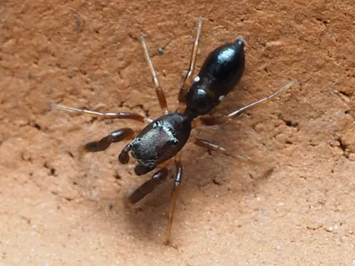Synageles bishopi - photo 3
