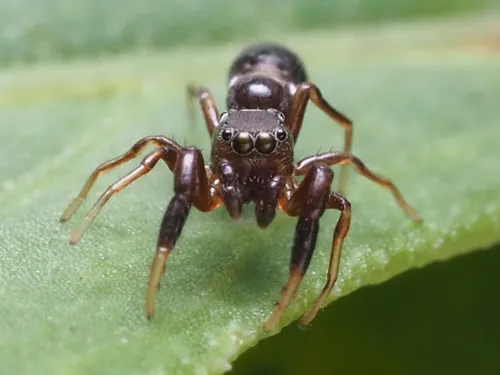 Synageles bishopi - photo 4