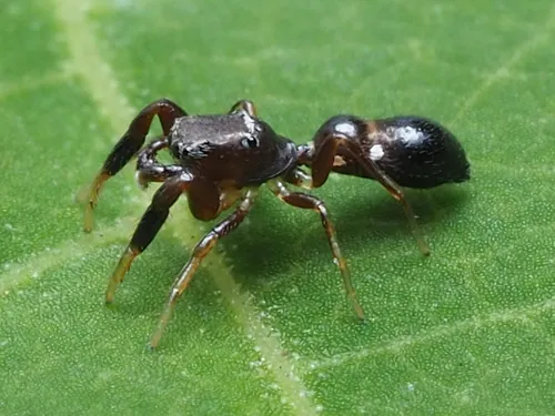Synageles bishopi - photo 5
