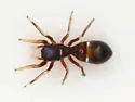 Synageles occidentalis