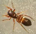 Synageles occidentalis - photo 3