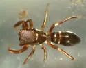 Synageles occidentalis - photo 4