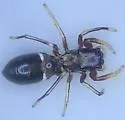 Synageles occidentalis - photo 5