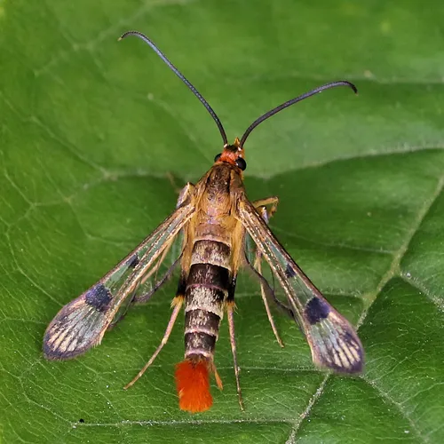 Maple Callus Borer Moth - photo 4