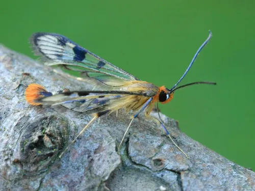 Maple Callus Borer Moth - photo 5