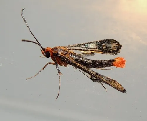 Maple Callus Borer Moth - photo 6
