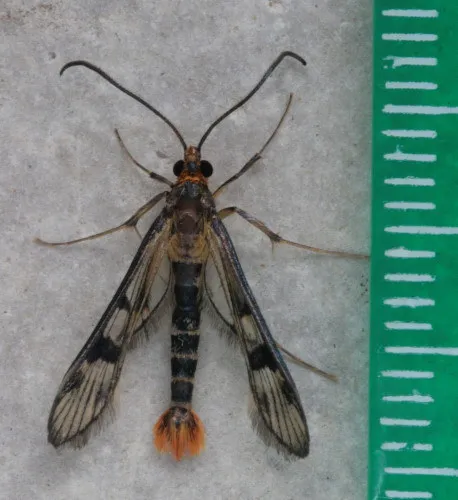 Maple Callus Borer Moth - photo 7